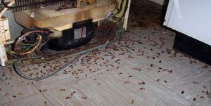 Поморить тараканов в квартире в Симферополе, цены
