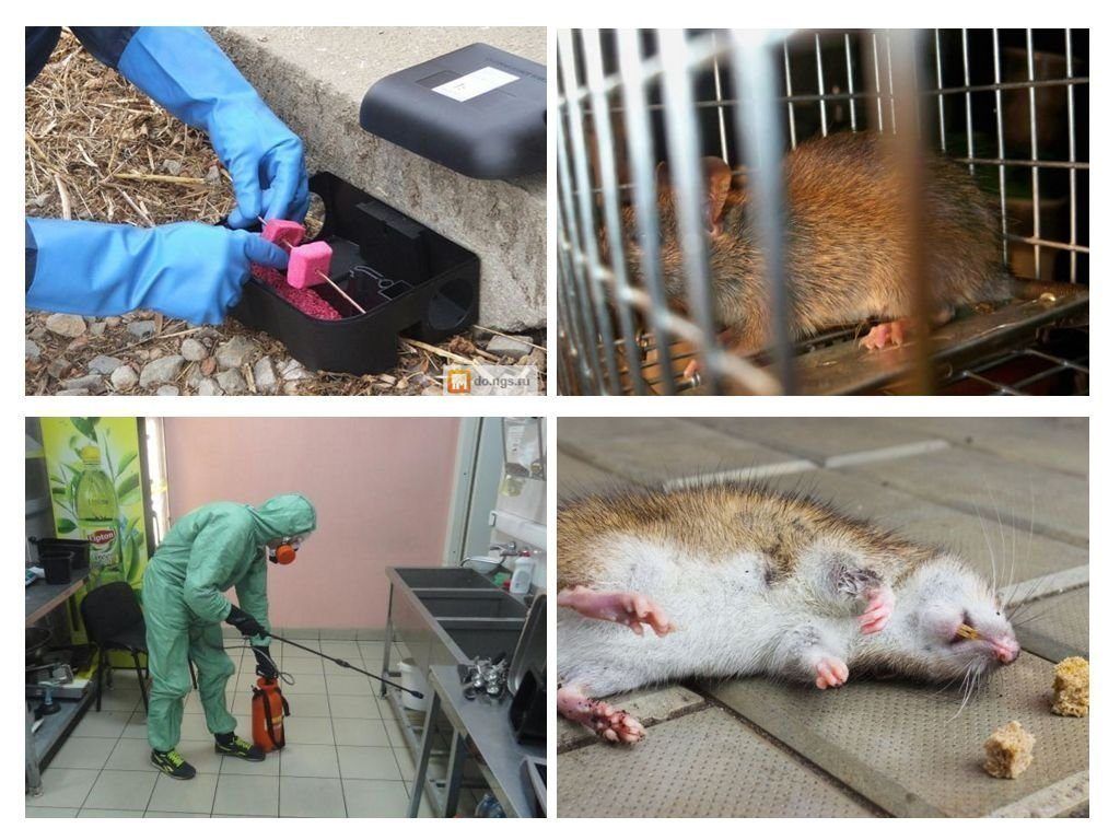 Дератизация от грызунов от крыс и мышей в Симферополе