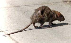 Фирма по уничтожению грызунов, крыс и мышей в Симферополе