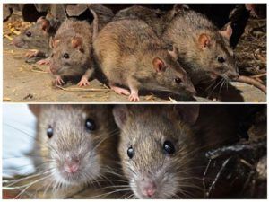 Травить грызунов крыс и мышей в Симферополе