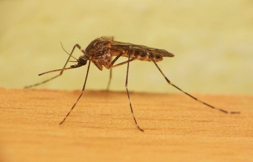 Уничтожение комаров в Симферополе
