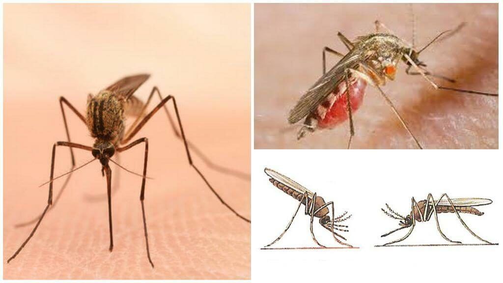 Уничтожение комаров в Симферополе