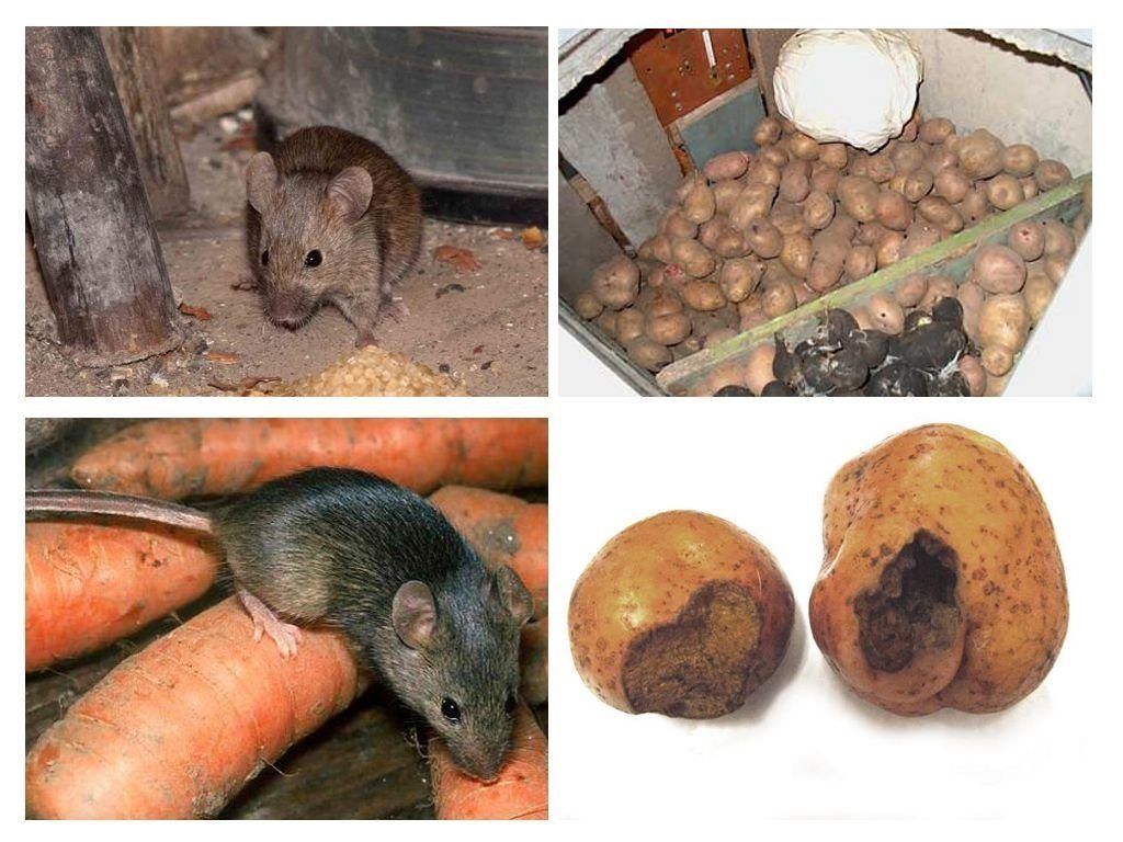 Обработка от грызунов крыс и мышей в Симферополе