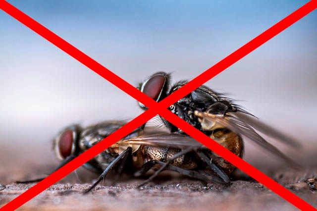 Профессиональное уничтожение мух в Симферополе с гарантией