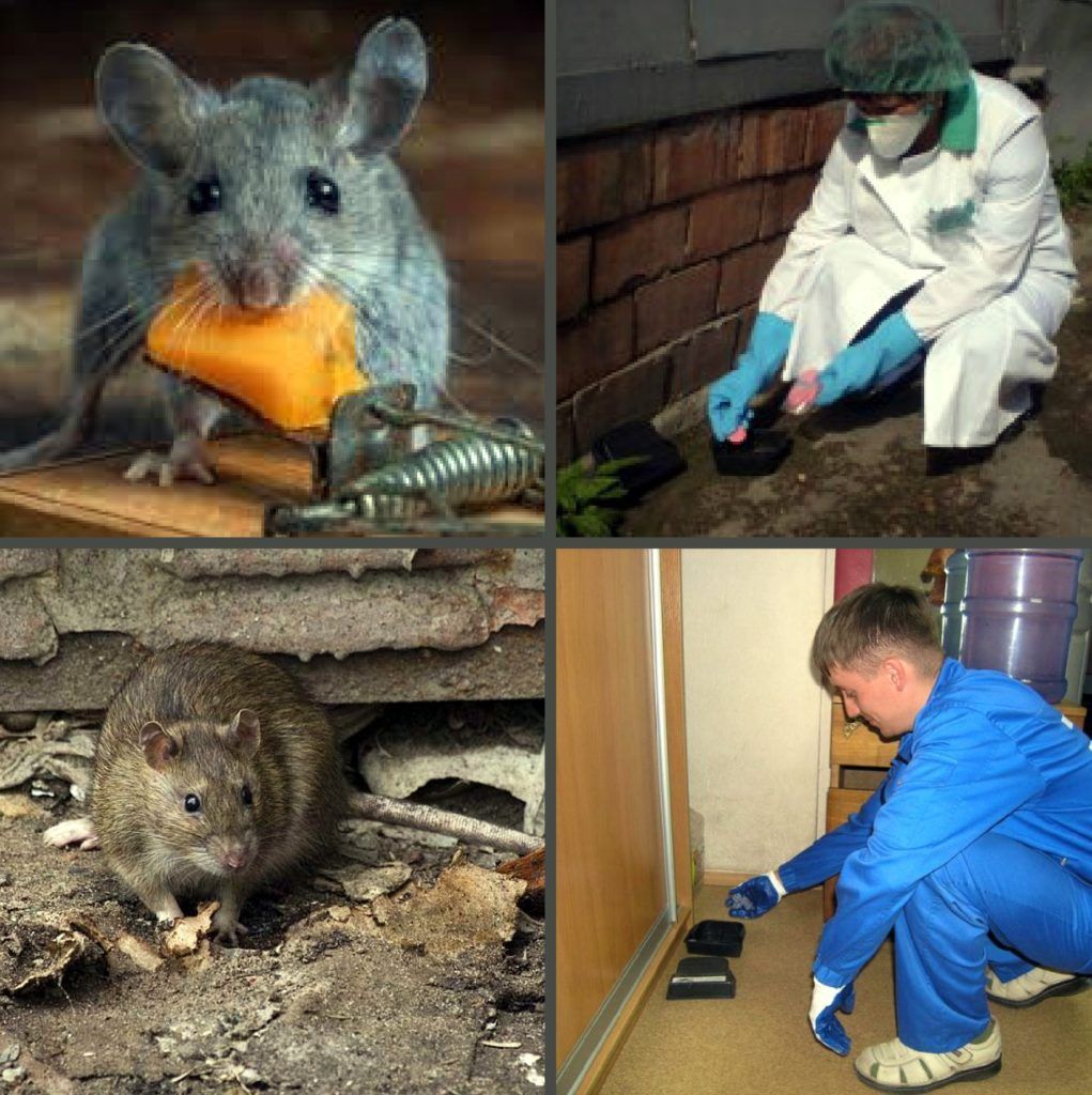 Дезинфекция от грызунов, крыс и мышей в Симферополе