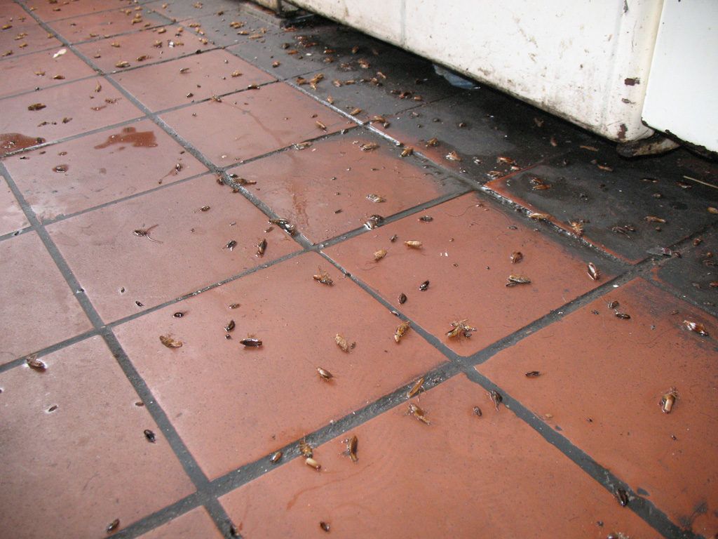 Уничтожение тараканов в квартире в Симферополе 