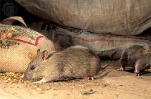 Дератизация от грызунов от крыс и мышей в Симферополе