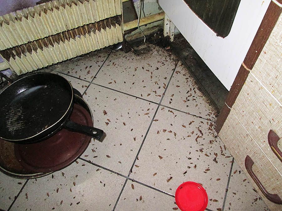 Санэпидемстанция от тараканов в Симферополе, вызвать, цены